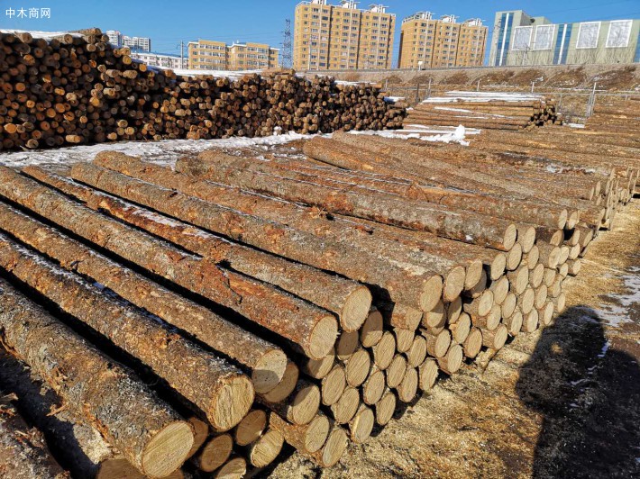 俄罗斯落叶松板材生产厂家视频