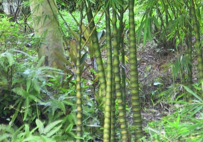 初学栽植罗汉竹经常遇到的问题就是将罗汉竹越养越