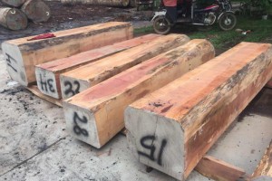 洋森木材市场--杨木白橡雪松红橡榉木白蜡图3