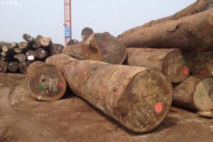 自2019年1月1日起赤道几内亚全面禁止原木出口