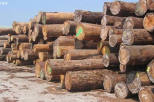 加拿大要求中国加强对非法木材进口管理