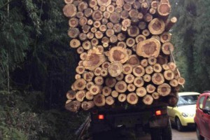 各种规格的水杉原木厂家批发