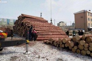 我国从俄罗斯进口木材种类主要有那些？