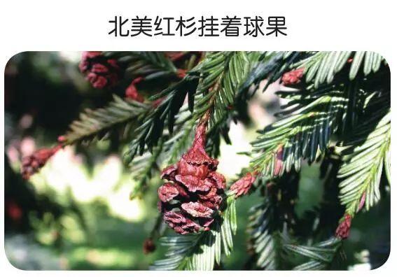 北美红杉生长缓慢，这种稳定的节奏让它得以长寿