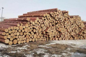 俄向青白江国际木材交易中心出口木材总量超过35%