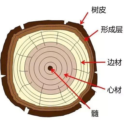 包括年轮、早晚材、边心材、木射线、管孔、侵填体