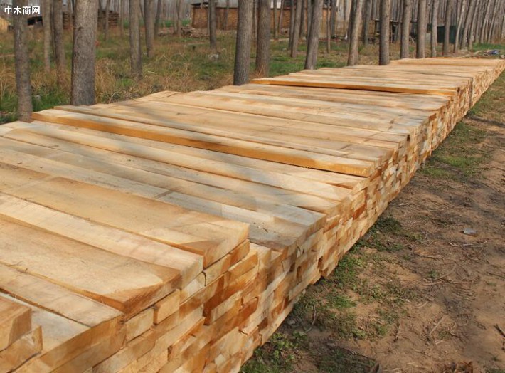 河南白杨木烘干板材与其他木材相对比