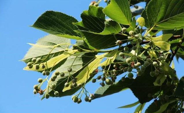 德国原装进口木蜡油是用于木材涂饰的天然生物基涂料