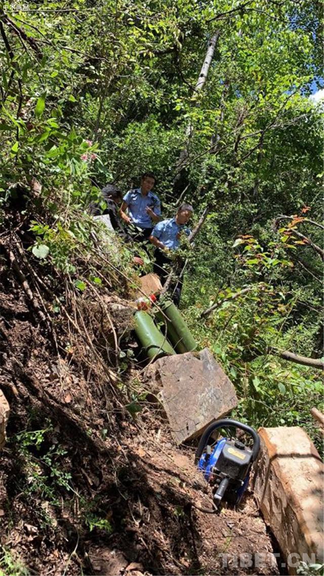 四川森警正巡山……这俩人竟然盗伐鹅掌木