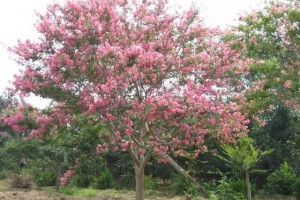 海南常见的40种树木介绍，今天涨见识了