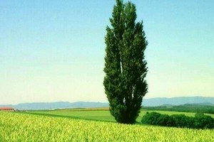 世界上最大的树，最高的树，最粗的树都是哪些？为何说竹子不是树