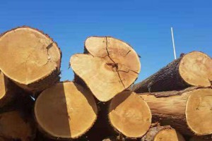 欧洲白腊木原木是什么木？欧洲白腊木原木的优缺点？