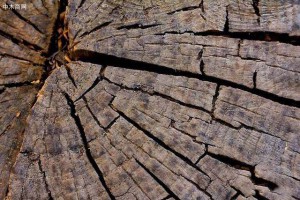 木材为什么开裂，开裂该如何处理？