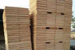 广西桉木木皮实物图片