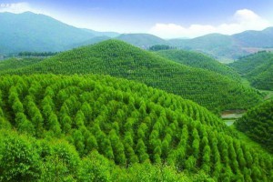 今年前10月越南人工林开发面积累计达17.5万公顷