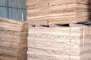 广西桉木板皮子厂家批发价格图2