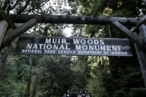 公园巨大红杉树突然倒下,美国游客被砸死砸伤！悲剧