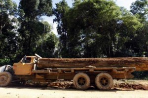 瑞士将禁止非法砍伐木材交易