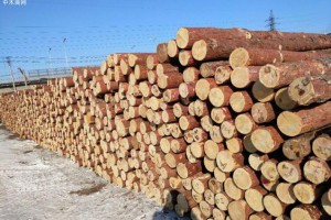 全球木材行情2019年主要木材进口国的库存都高于平均水平