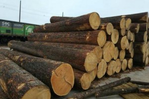 进口原木优质红松原木,东北红松质量保证木料,厂家直销木原木图1