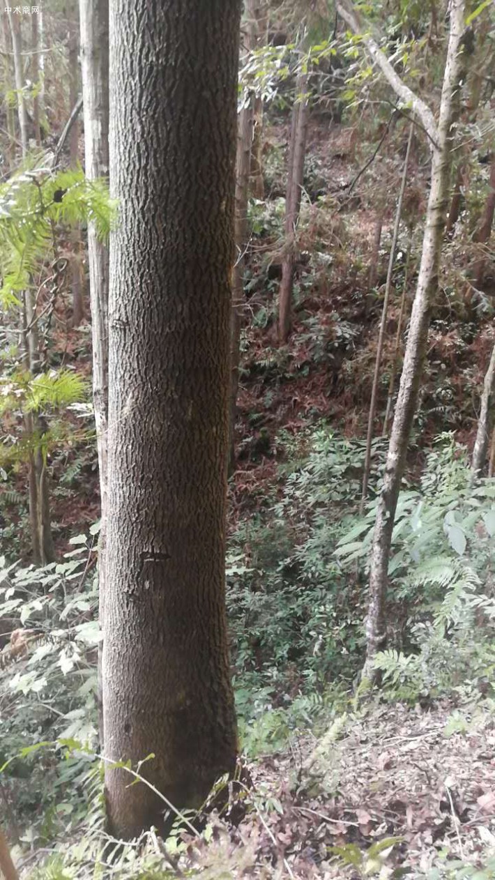 枫荷木树图片图片