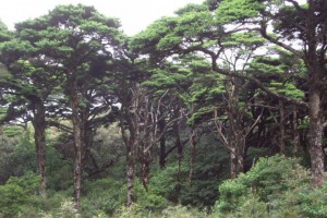 银杉树被称为植物“活化石”_中国特有的第三纪孑遗植物