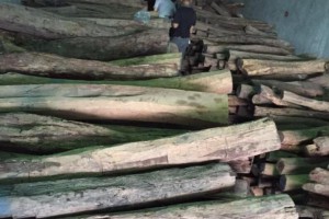 老挝大红酸枝原木厂家直销图1