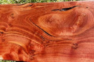 澳洲大红酸枝木原木aneura合欢木相思木lancewood出口商图2