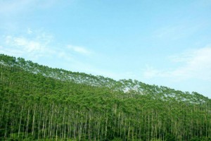 浙江省级以上重点林业龙头企业已有183家开始复工,复工率达到63%