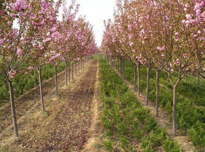 樱花树_樱花苗木_樱花价格_日本樱花_日本晚樱苗木