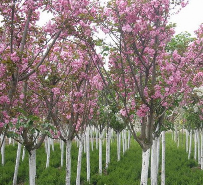 山东樱花图片_樱花树报价_樱花苗价格信息厂家