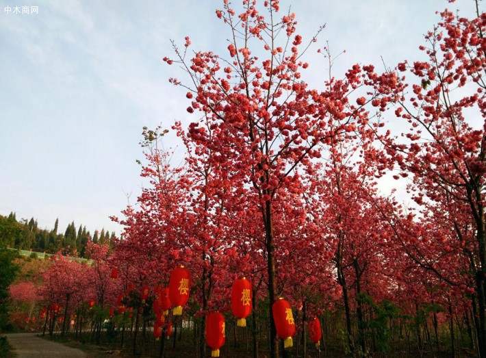 泰安雨林苗木专业合作社专业出售各种绿化,苗木和绿色植物