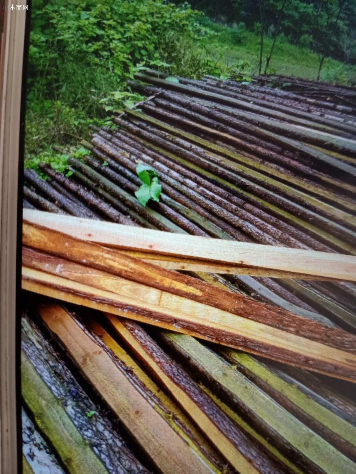 杉木木方,杉木锯材,杉木木条林场直供厂家