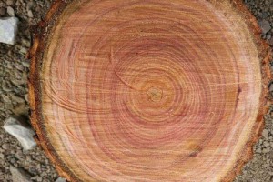 香椿木是几等木材是红木吗?