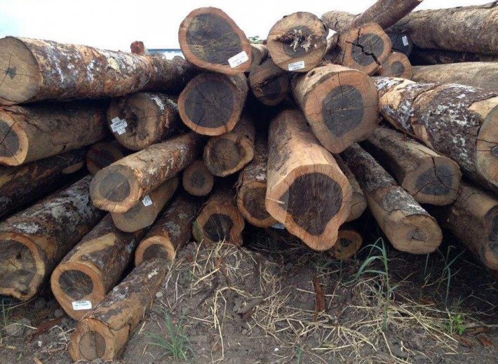 上海瑞垦国际贸易南美铁木豆南美酸枝黑酸枝非洲原木材高清图片