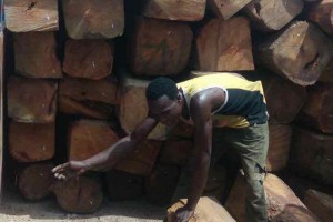 非洲尼日利亚锦程木业亚花梨原木大方高清图片