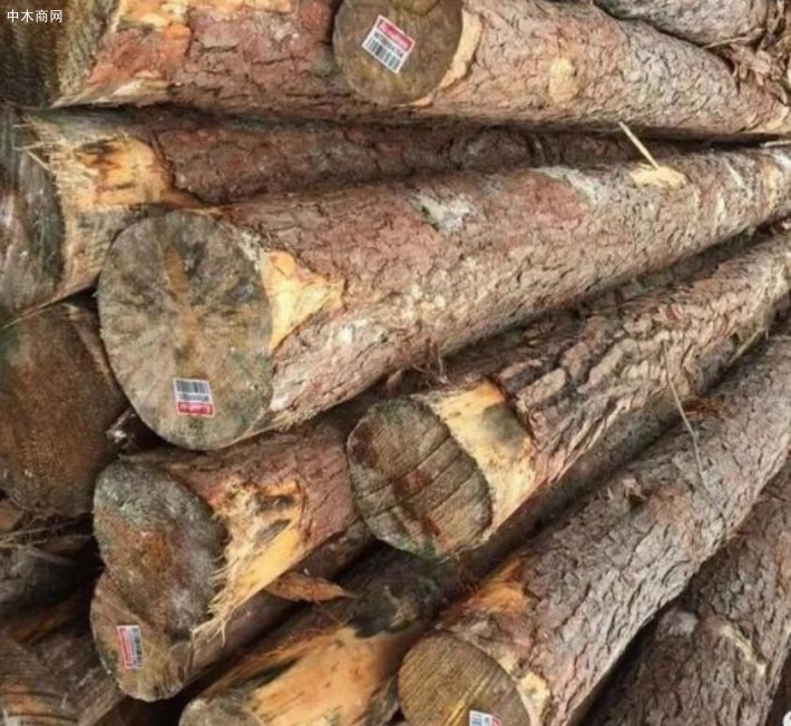 东莞黄松原木,美国南方松原木厂家货源稳定