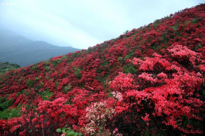 远眺，缀满通红花朵的大古树杜鹃犹如火红色的绸缎在山间肆意铺展开