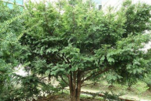 红豆杉木头主治功效与作用有哪些?