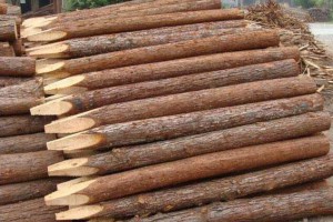 河南淮森园林绿化材料厂家批发绿化支撑杆,杉木杆,杉木桩,绿化杆图片