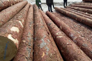 赣州国际原木板材集散中心项目建设跑出加速度