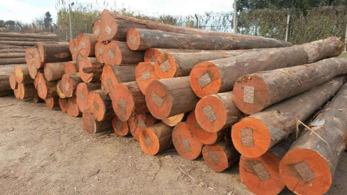 巴西木材及木制品出口价格行情走势_2020年4月26日