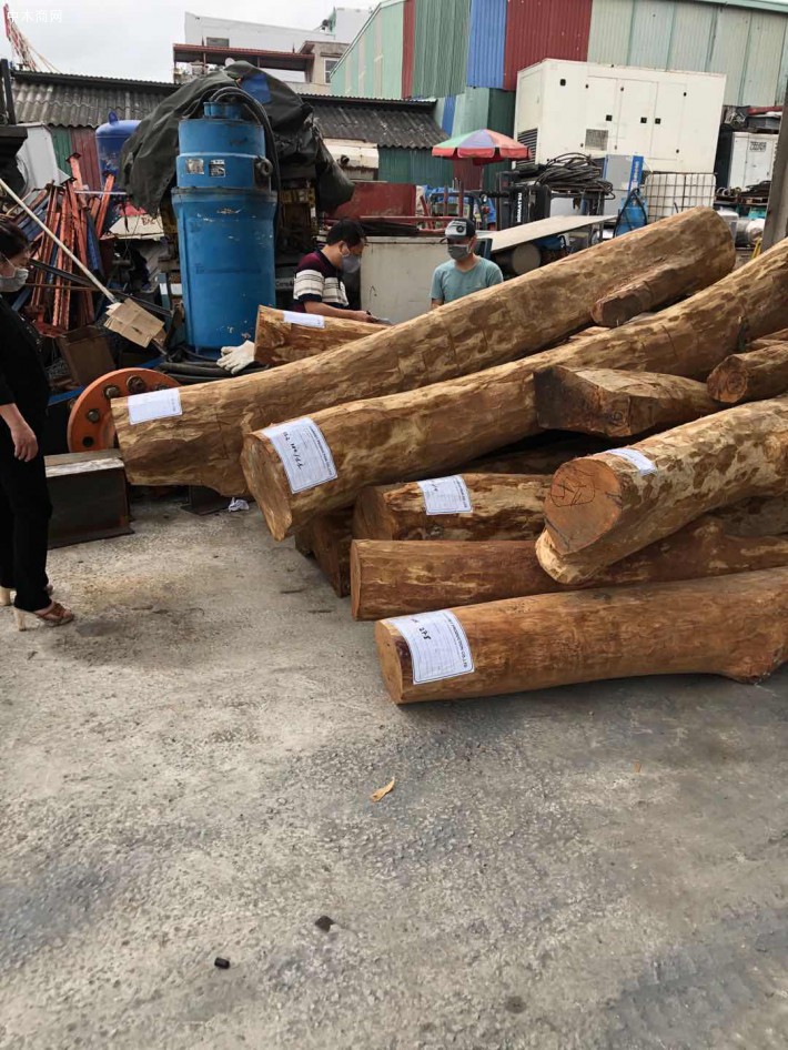 越南黄花梨原木实物高清细节视频厂家