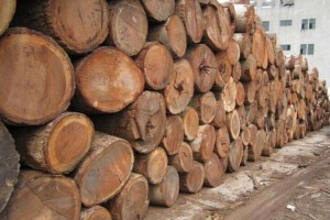 莫桑比克未来两年内暂停颁发新伐木材许可证