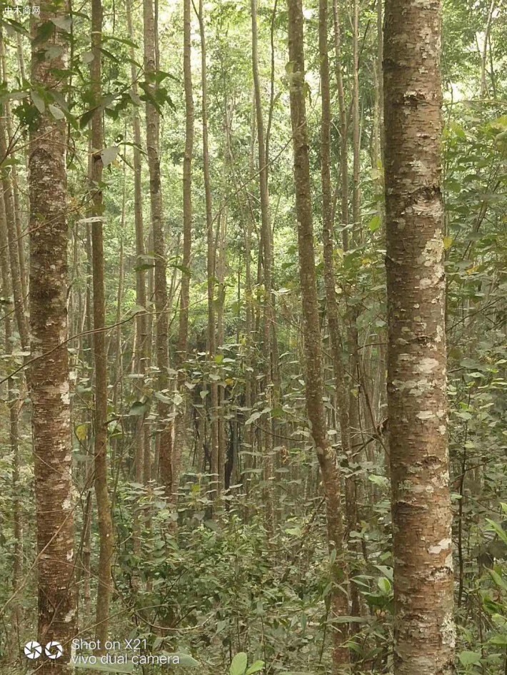 水冬瓜木原木原产地直销