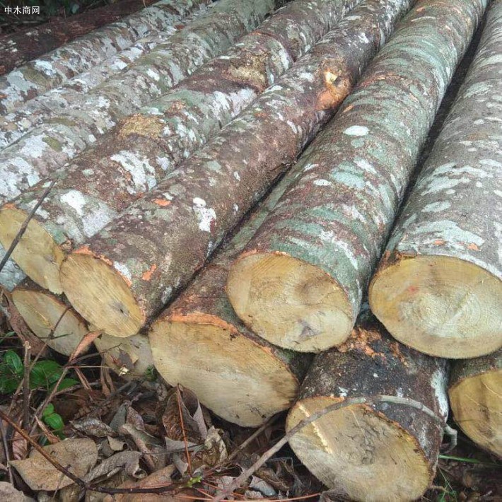 印度尼西亚轻木原木生产加工视频