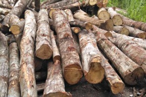 硬杂木是什么木头?
