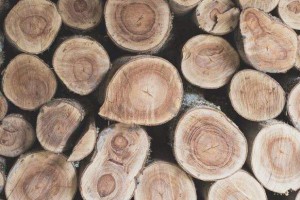 硬杂木原木生产厂家高清图片