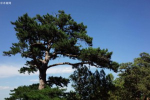 我国松树和柏树的定义及其资源分布浅谈
