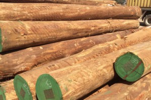 南美洲原木供应商已重新开始